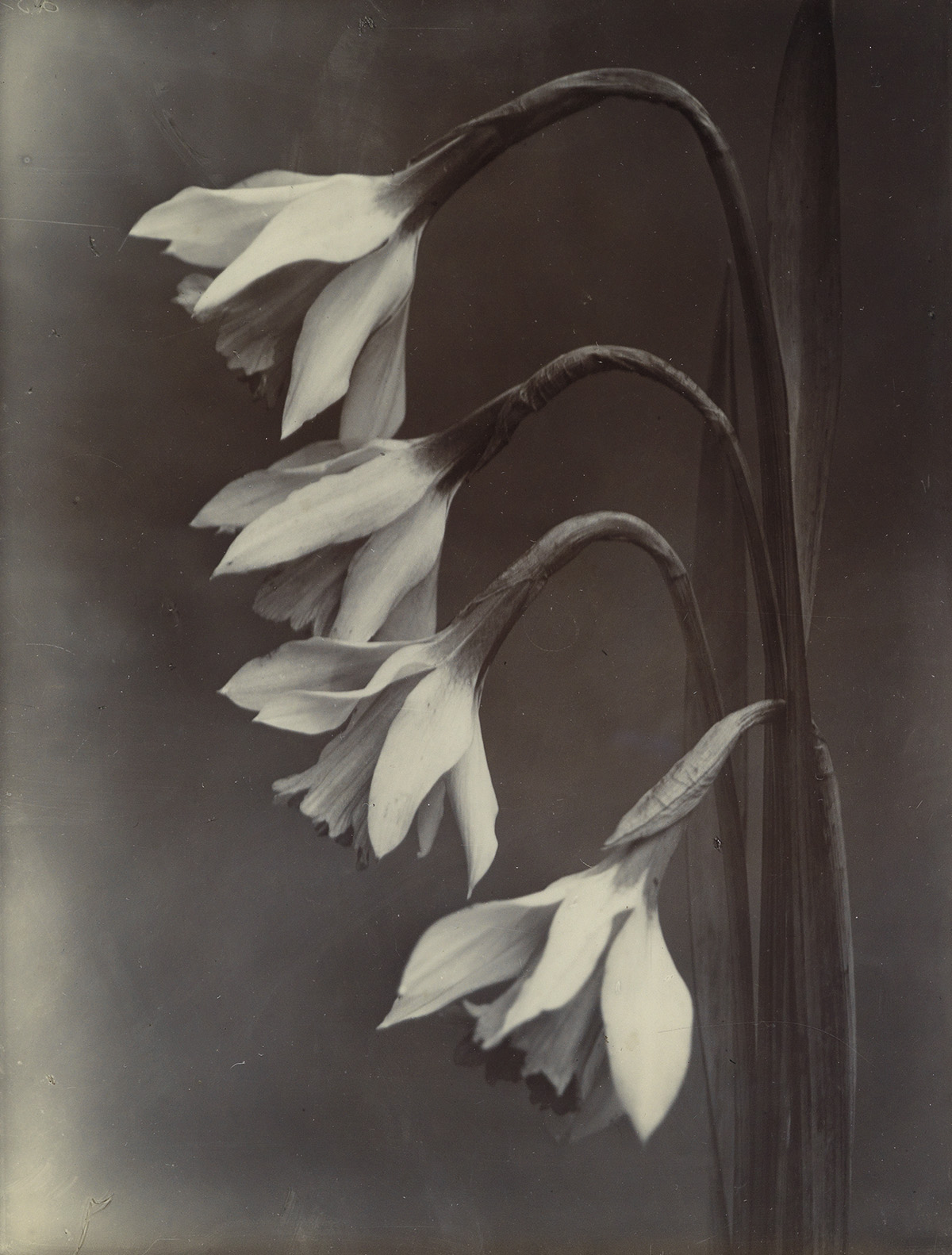 CHARLES JONES (1866-1959) Narcissus, William Goldring.